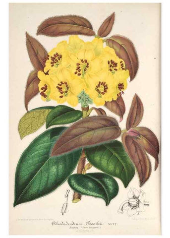Reproducción/Reproduction 49686487697: L'Illustration horticole :. Gand, Belgium :Imprimerie et lithographie de F. et E. Gyselnyck,1854-1896.. 