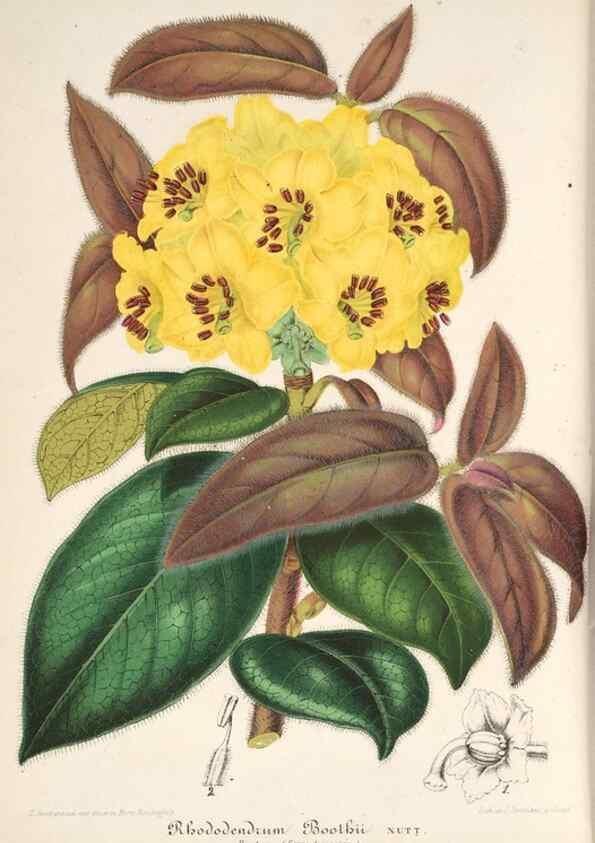 Reproducción/Reproduction 49686487697: L'Illustration horticole :. Gand, Belgium :Imprimerie et lithographie de F. et E. Gyselnyck,1854-1896.. 