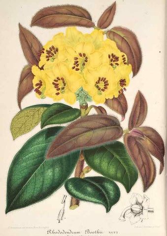 Reproducción/Reproduction 49686487697: L'Illustration horticole :. Gand, Belgium :Imprimerie et lithographie de F. et E. Gyselnyck,1854-1896.. 