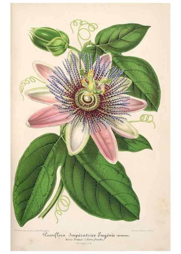 Reproducción/Reproduction 49685654413: L'Illustration horticole :. Gand, Belgium :Imprimerie et lithographie de F. et E. Gyselnyck,1854-1896.. 