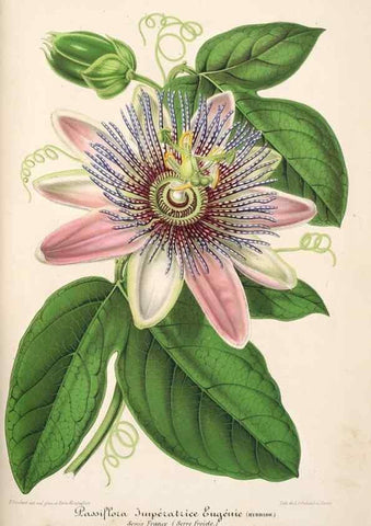 Reproducción/Reproduction 49685654413: L'Illustration horticole :. Gand, Belgium :Imprimerie et lithographie de F. et E. Gyselnyck,1854-1896.. 