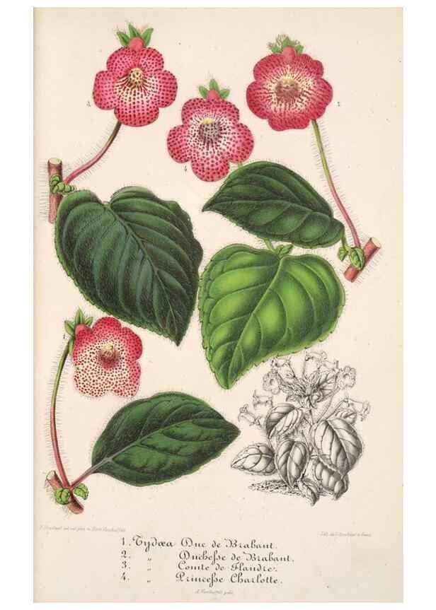 Reproducción/Reproduction 49686182801: L'Illustration horticole :. Gand, Belgium :Imprimerie et lithographie de F. et E. Gyselnyck,1854-1896.. 