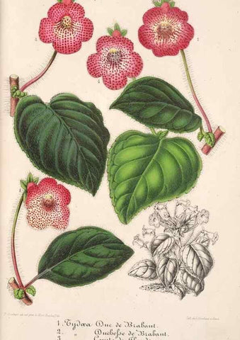 Reproducción/Reproduction 49686182801: L'Illustration horticole :. Gand, Belgium :Imprimerie et lithographie de F. et E. Gyselnyck,1854-1896.. 
