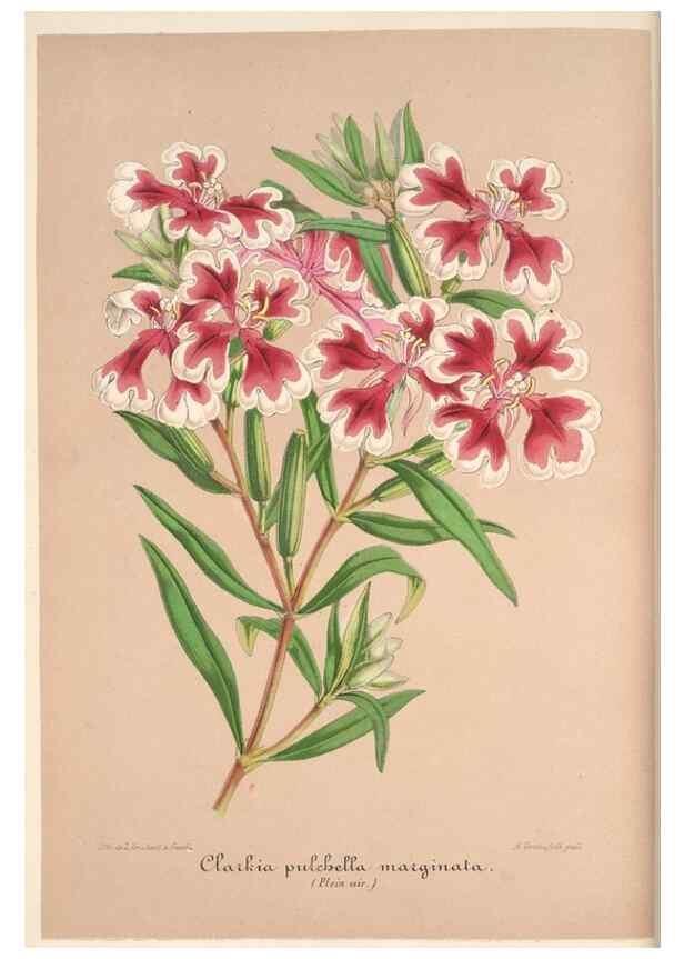 Reproducción/Reproduction 49686182526: L'Illustration horticole :. Gand, Belgium :Imprimerie et lithographie de F. et E. Gyselnyck,1854-1896.. 