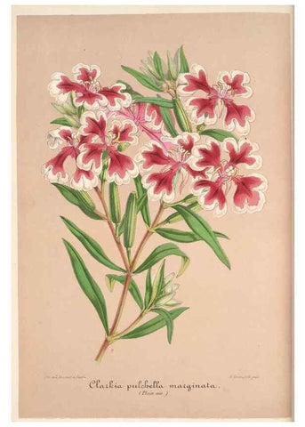 Reproducción/Reproduction 49686182526: L'Illustration horticole :. Gand, Belgium :Imprimerie et lithographie de F. et E. Gyselnyck,1854-1896.. 