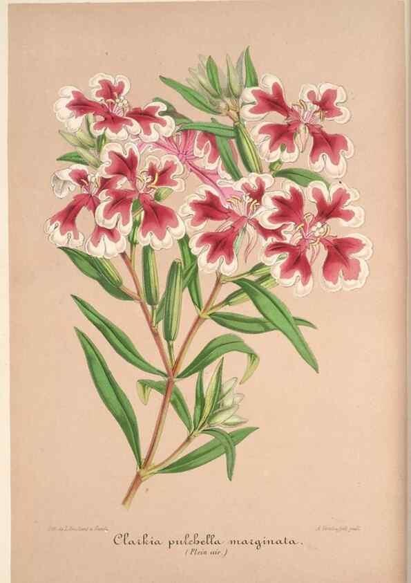 Reproducción/Reproduction 49686182526: L'Illustration horticole :. Gand, Belgium :Imprimerie et lithographie de F. et E. Gyselnyck,1854-1896.. 