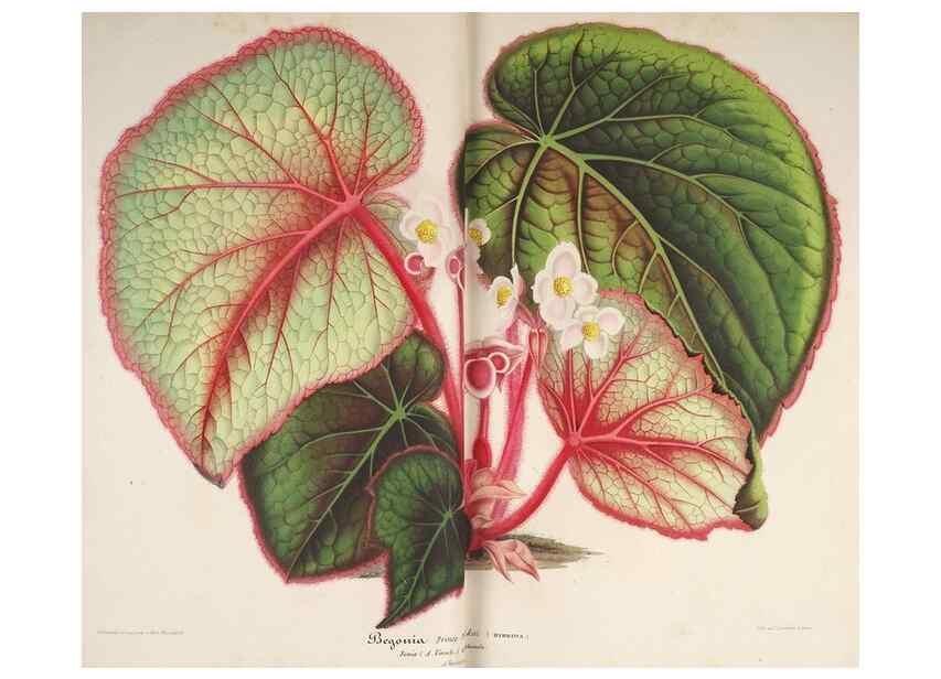 Reproducción/Reproduction 49686484532: L'Illustration horticole :. Gand, Belgium :Imprimerie et lithographie de F. et E. Gyselnyck,1854-1896.. 
