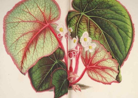 Reproducción/Reproduction 49686484532: L'Illustration horticole :. Gand, Belgium :Imprimerie et lithographie de F. et E. Gyselnyck,1854-1896.. 
