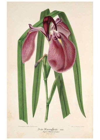 Reproducción/Reproduction 49686182081: L'Illustration horticole :. Gand, Belgium :Imprimerie et lithographie de F. et E. Gyselnyck,1854-1896.. 