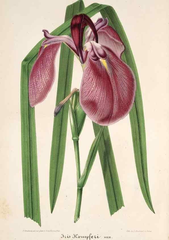 Reproducción/Reproduction 49686182081: L'Illustration horticole :. Gand, Belgium :Imprimerie et lithographie de F. et E. Gyselnyck,1854-1896.. 