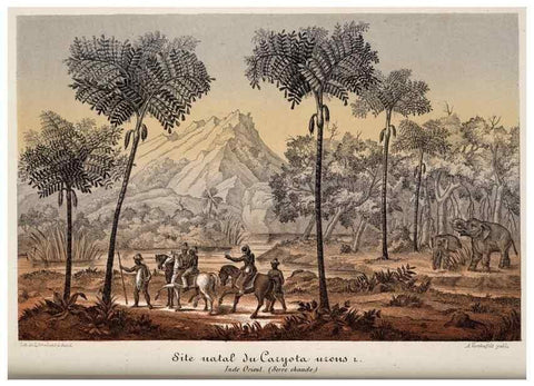 Reproducción/Reproduction 49683903628: L'Illustration horticole :. Gand, Belgium :Imprimerie et lithographie de F. et E. Gyselnyck,1854-1896.. 