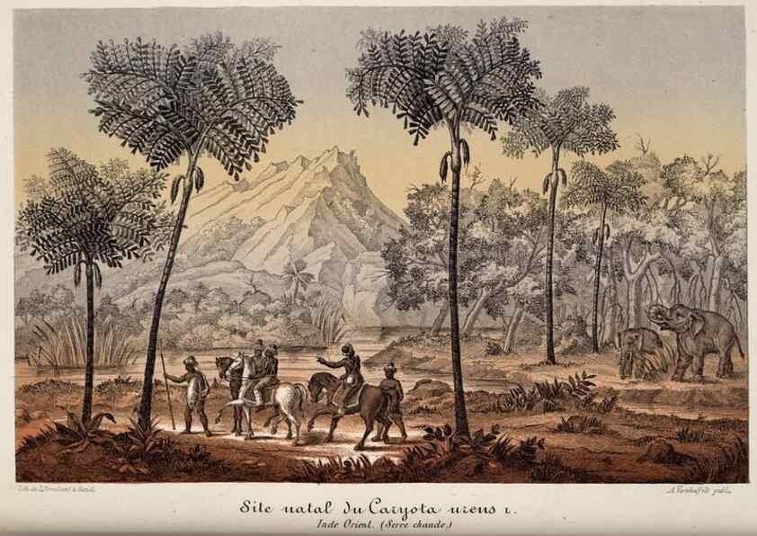 Reproducción/Reproduction 49683903628: L'Illustration horticole :. Gand, Belgium :Imprimerie et lithographie de F. et E. Gyselnyck,1854-1896.. 