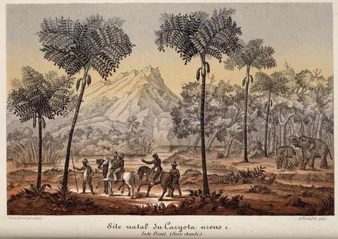 Reproducción/Reproduction 49683903628: L'Illustration horticole :. Gand, Belgium :Imprimerie et lithographie de F. et E. Gyselnyck,1854-1896.. 