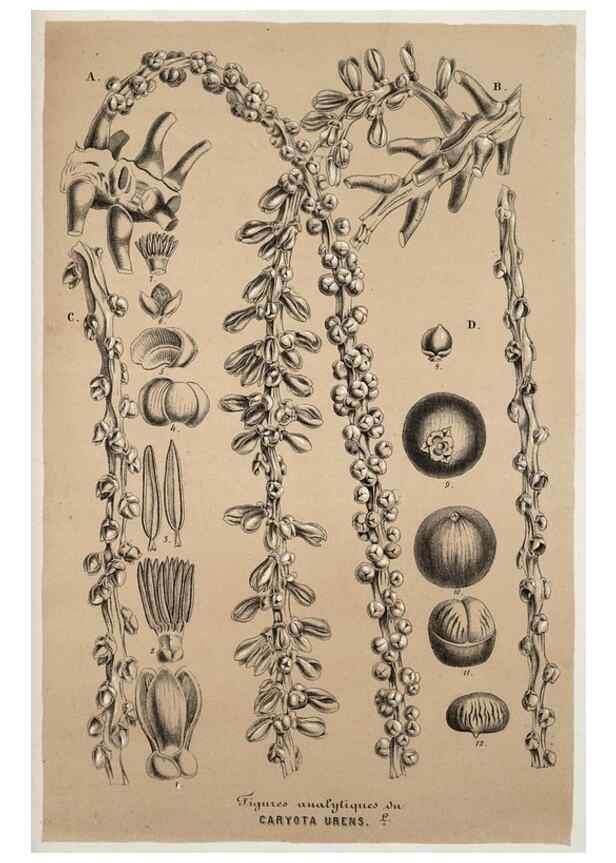 Reproducción/Reproduction 49684739112: L'Illustration horticole :. Gand, Belgium :Imprimerie et lithographie de F. et E. Gyselnyck,1854-1896.. 