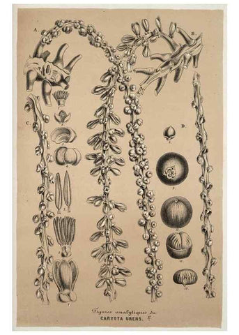 Reproducción/Reproduction 49684739112: L'Illustration horticole :. Gand, Belgium :Imprimerie et lithographie de F. et E. Gyselnyck,1854-1896.. 
