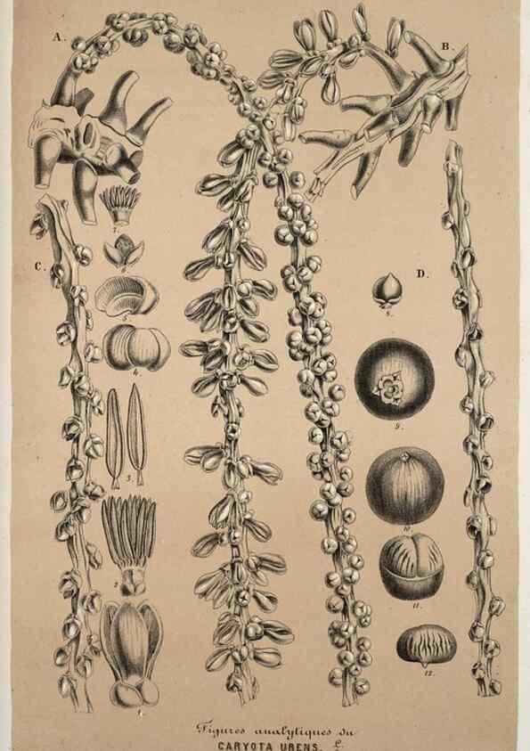 Reproducción/Reproduction 49684739112: L'Illustration horticole :. Gand, Belgium :Imprimerie et lithographie de F. et E. Gyselnyck,1854-1896.. 