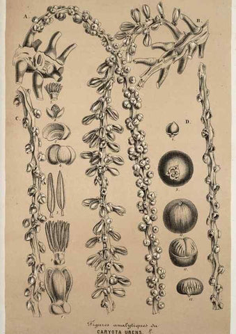 Reproducción/Reproduction 49684739112: L'Illustration horticole :. Gand, Belgium :Imprimerie et lithographie de F. et E. Gyselnyck,1854-1896.. 