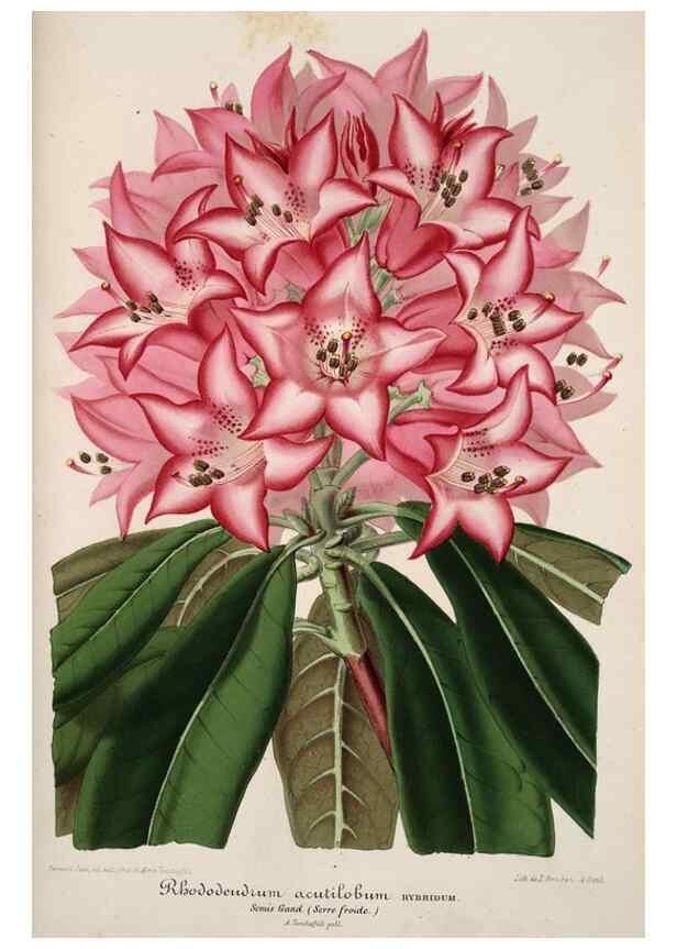 Reproducción/Reproduction 49684739382: L'Illustration horticole :. Gand, Belgium :Imprimerie et lithographie de F. et E. Gyselnyck,1854-1896.. 