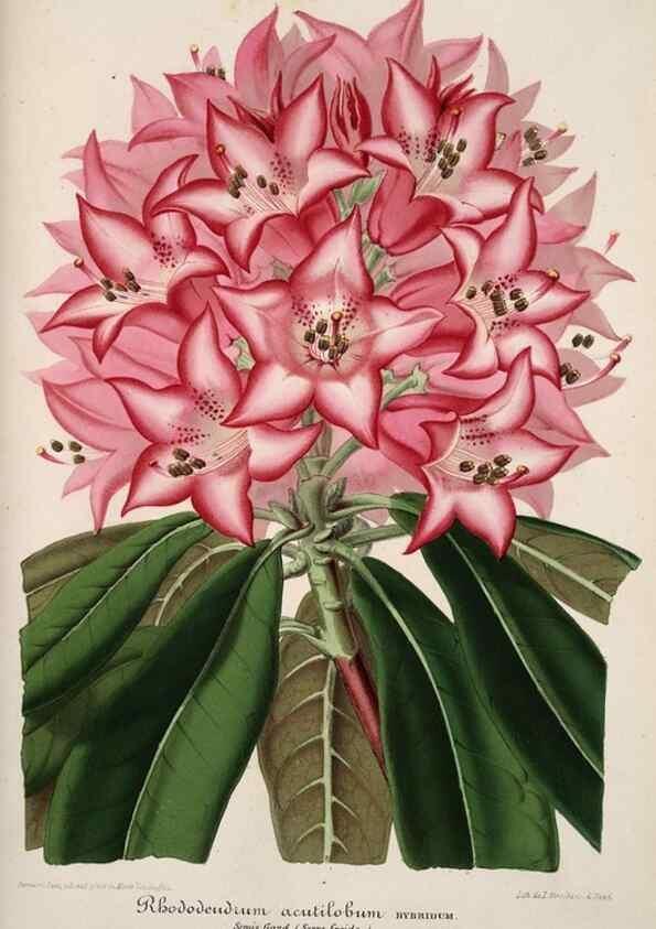 Reproducción/Reproduction 49684739382: L'Illustration horticole :. Gand, Belgium :Imprimerie et lithographie de F. et E. Gyselnyck,1854-1896.. 