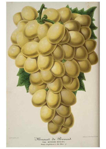 Reproducción/Reproduction 49683904418: L'Illustration horticole :. Gand, Belgium :Imprimerie et lithographie de F. et E. Gyselnyck,1854-1896.. 