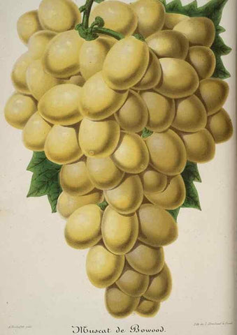Reproducción/Reproduction 49683904418: L'Illustration horticole :. Gand, Belgium :Imprimerie et lithographie de F. et E. Gyselnyck,1854-1896.. 