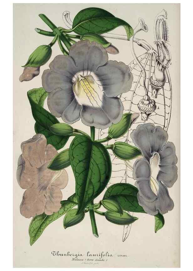 Reproducción/Reproduction 49684441071: L'Illustration horticole :. Gand, Belgium :Imprimerie et lithographie de F. et E. Gyselnyck,1854-1896.. 