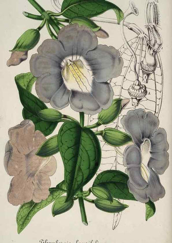 Reproducción/Reproduction 49684441071: L'Illustration horticole :. Gand, Belgium :Imprimerie et lithographie de F. et E. Gyselnyck,1854-1896.. 