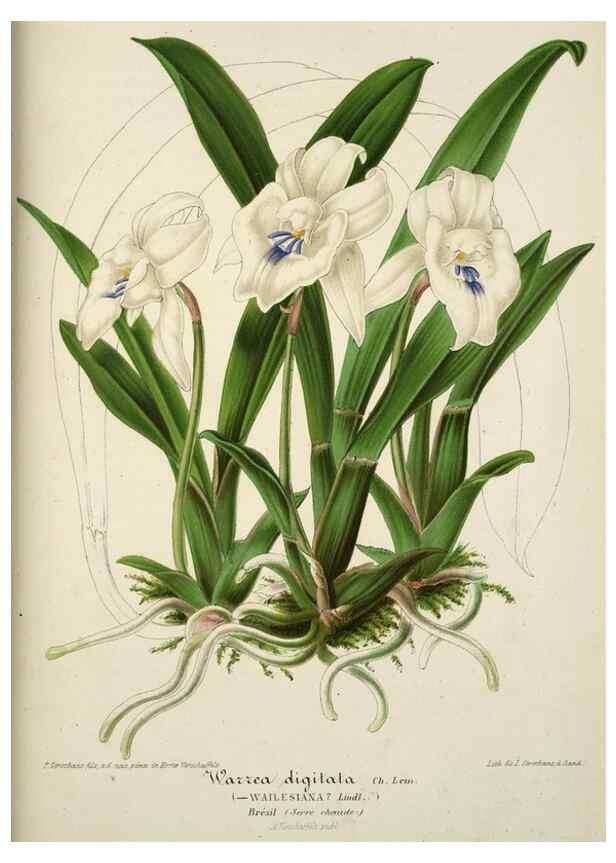 Reproducción/Reproduction 49684441286: L'Illustration horticole :. Gand, Belgium :Imprimerie et lithographie de F. et E. Gyselnyck,1854-1896.. 