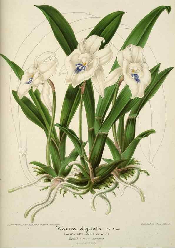 Reproducción/Reproduction 49684441286: L'Illustration horticole :. Gand, Belgium :Imprimerie et lithographie de F. et E. Gyselnyck,1854-1896.. 