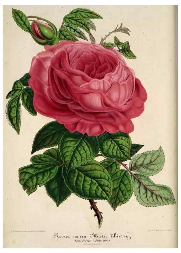 Reproducción/Reproduction 49684441571: L'Illustration horticole :. Gand, Belgium :Imprimerie et lithographie de F. et E. Gyselnyck,1854-1896.. 