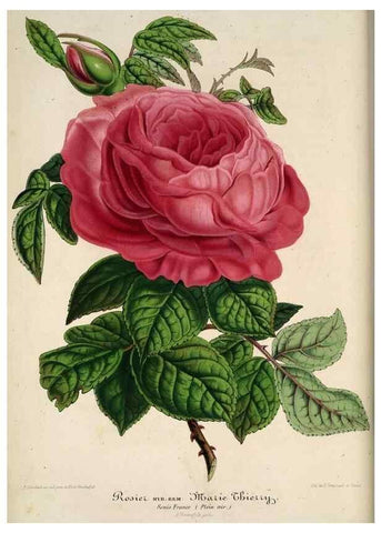 Reproducción/Reproduction 49684441571: L'Illustration horticole :. Gand, Belgium :Imprimerie et lithographie de F. et E. Gyselnyck,1854-1896.. 