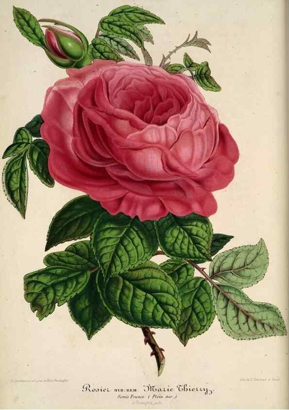 Reproducción/Reproduction 49684441571: L'Illustration horticole :. Gand, Belgium :Imprimerie et lithographie de F. et E. Gyselnyck,1854-1896.. 