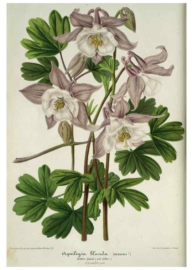 Reproducción/Reproduction 49684439496: L'Illustration horticole :. Gand, Belgium :Imprimerie et lithographie de F. et E. Gyselnyck,1854-1896.. 