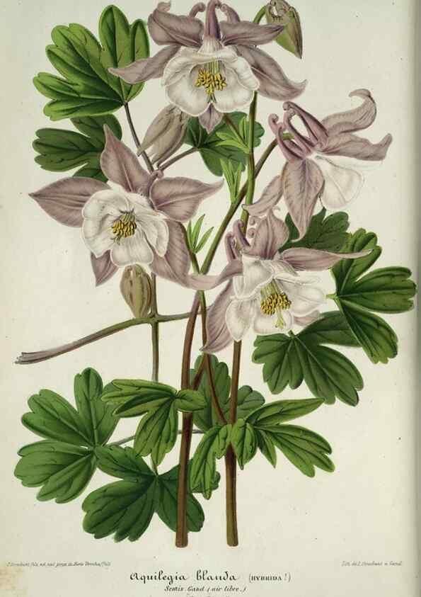 Reproducción/Reproduction 49684439496: L'Illustration horticole :. Gand, Belgium :Imprimerie et lithographie de F. et E. Gyselnyck,1854-1896.. 