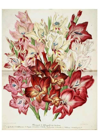 Reproducción/Reproduction 49683905418: L'Illustration horticole :. Gand, Belgium :Imprimerie et lithographie de F. et E. Gyselnyck,1854-1896.. 