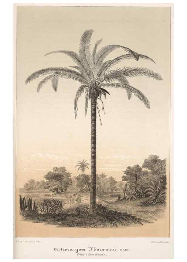 Reproducción/Reproduction 49684741417: L'Illustration horticole :. Gand, Belgium :Imprimerie et lithographie de F. et E. Gyselnyck,1854-1896.. 