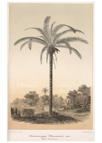 Reproducción/Reproduction 49684741417: L'Illustration horticole :. Gand, Belgium :Imprimerie et lithographie de F. et E. Gyselnyck,1854-1896.. 