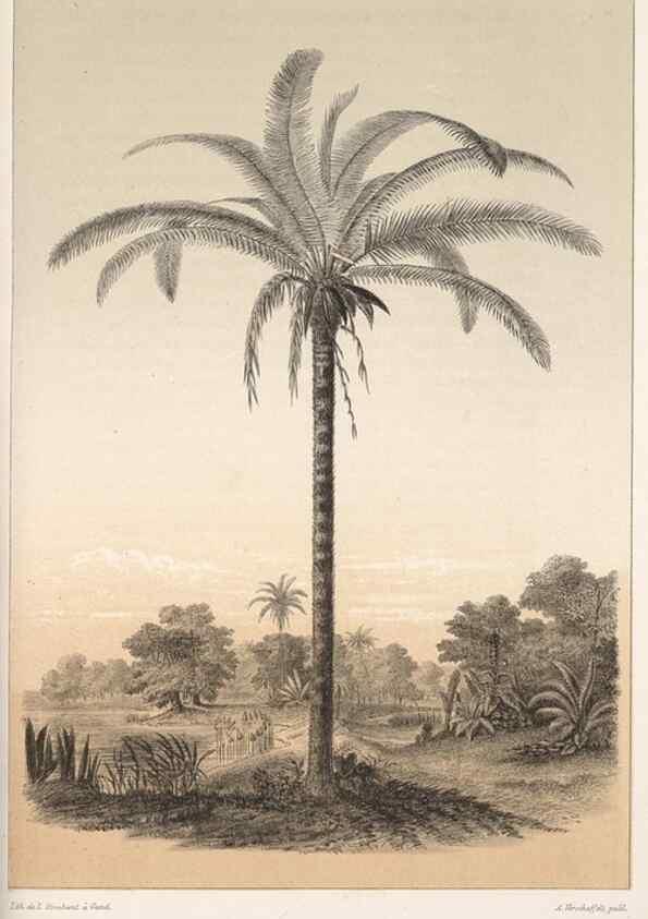 Reproducción/Reproduction 49684741417: L'Illustration horticole :. Gand, Belgium :Imprimerie et lithographie de F. et E. Gyselnyck,1854-1896.. 