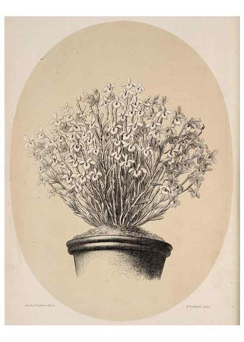 Reproducción/Reproduction 49683906643: L'Illustration horticole :. Gand, Belgium :Imprimerie et lithographie de F. et E. Gyselnyck,1854-1896.. 