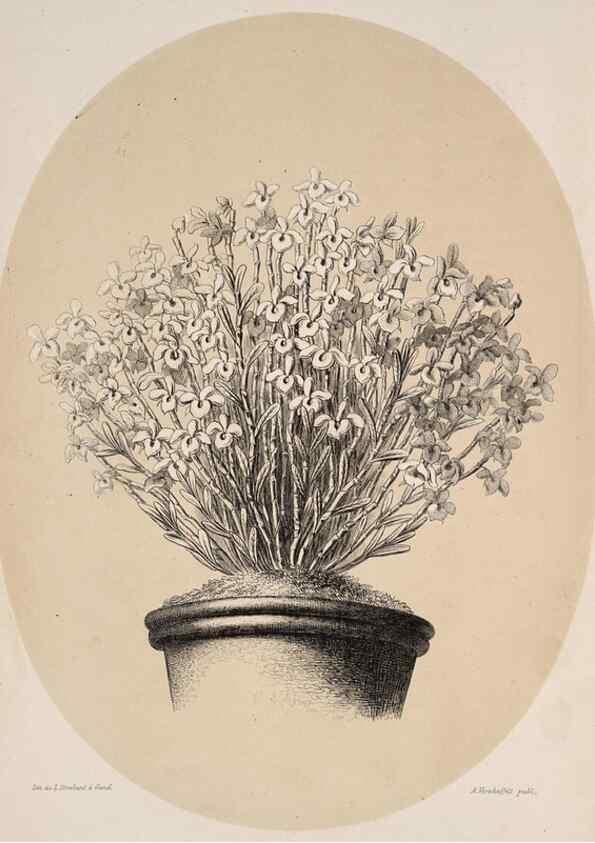 Reproducción/Reproduction 49683906643: L'Illustration horticole :. Gand, Belgium :Imprimerie et lithographie de F. et E. Gyselnyck,1854-1896.. 