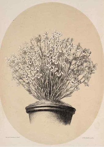 Reproducción/Reproduction 49683906643: L'Illustration horticole :. Gand, Belgium :Imprimerie et lithographie de F. et E. Gyselnyck,1854-1896.. 