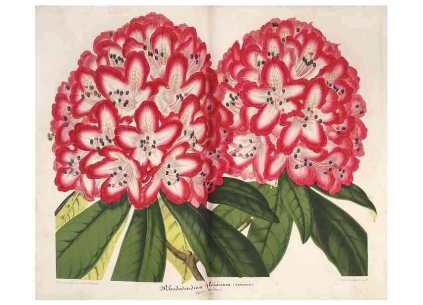 Reproducción/Reproduction 49686483827: L'Illustration horticole :. Gand, Belgium :Imprimerie et lithographie de F. et E. Gyselnyck,1854-1896.. 