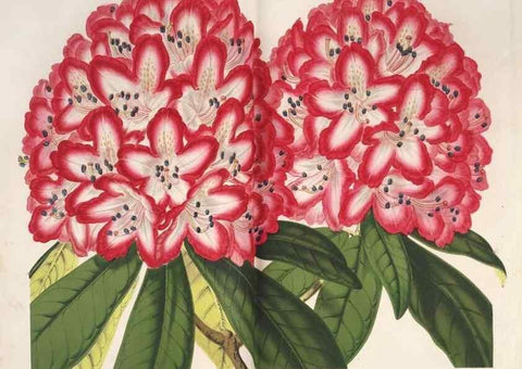 Reproducción/Reproduction 49686483827: L'Illustration horticole :. Gand, Belgium :Imprimerie et lithographie de F. et E. Gyselnyck,1854-1896.. 