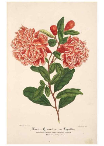 Reproducción/Reproduction 49685650368: L'Illustration horticole :. Gand, Belgium :Imprimerie et lithographie de F. et E. Gyselnyck,1854-1896.. 