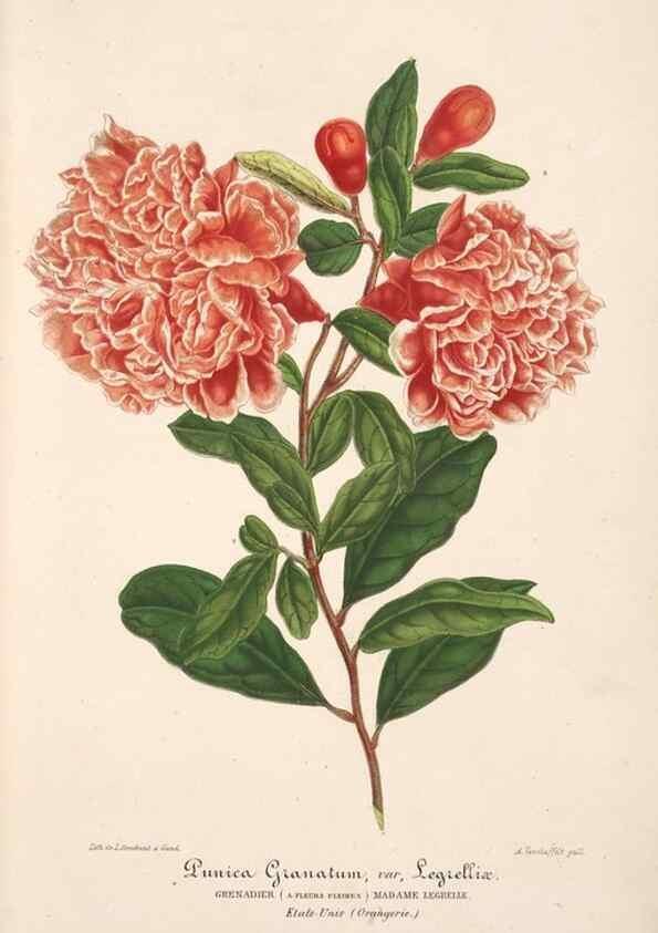 Reproducción/Reproduction 49685650368: L'Illustration horticole :. Gand, Belgium :Imprimerie et lithographie de F. et E. Gyselnyck,1854-1896.. 