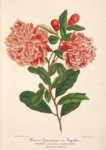 Reproducción/Reproduction 49685650368: L'Illustration horticole :. Gand, Belgium :Imprimerie et lithographie de F. et E. Gyselnyck,1854-1896.. 