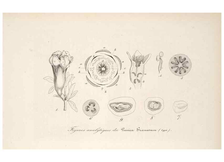 Reproducción/Reproduction 49686181856: L'Illustration horticole :. Gand, Belgium :Imprimerie et lithographie de F. et E. Gyselnyck,1854-1896.. 