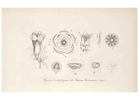 Reproducción/Reproduction 49686181856: L'Illustration horticole :. Gand, Belgium :Imprimerie et lithographie de F. et E. Gyselnyck,1854-1896.. 