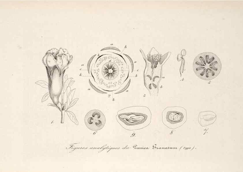 Reproducción/Reproduction 49686181856: L'Illustration horticole :. Gand, Belgium :Imprimerie et lithographie de F. et E. Gyselnyck,1854-1896.. 