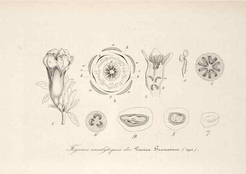 Reproducción/Reproduction 49686181856: L'Illustration horticole :. Gand, Belgium :Imprimerie et lithographie de F. et E. Gyselnyck,1854-1896.. 